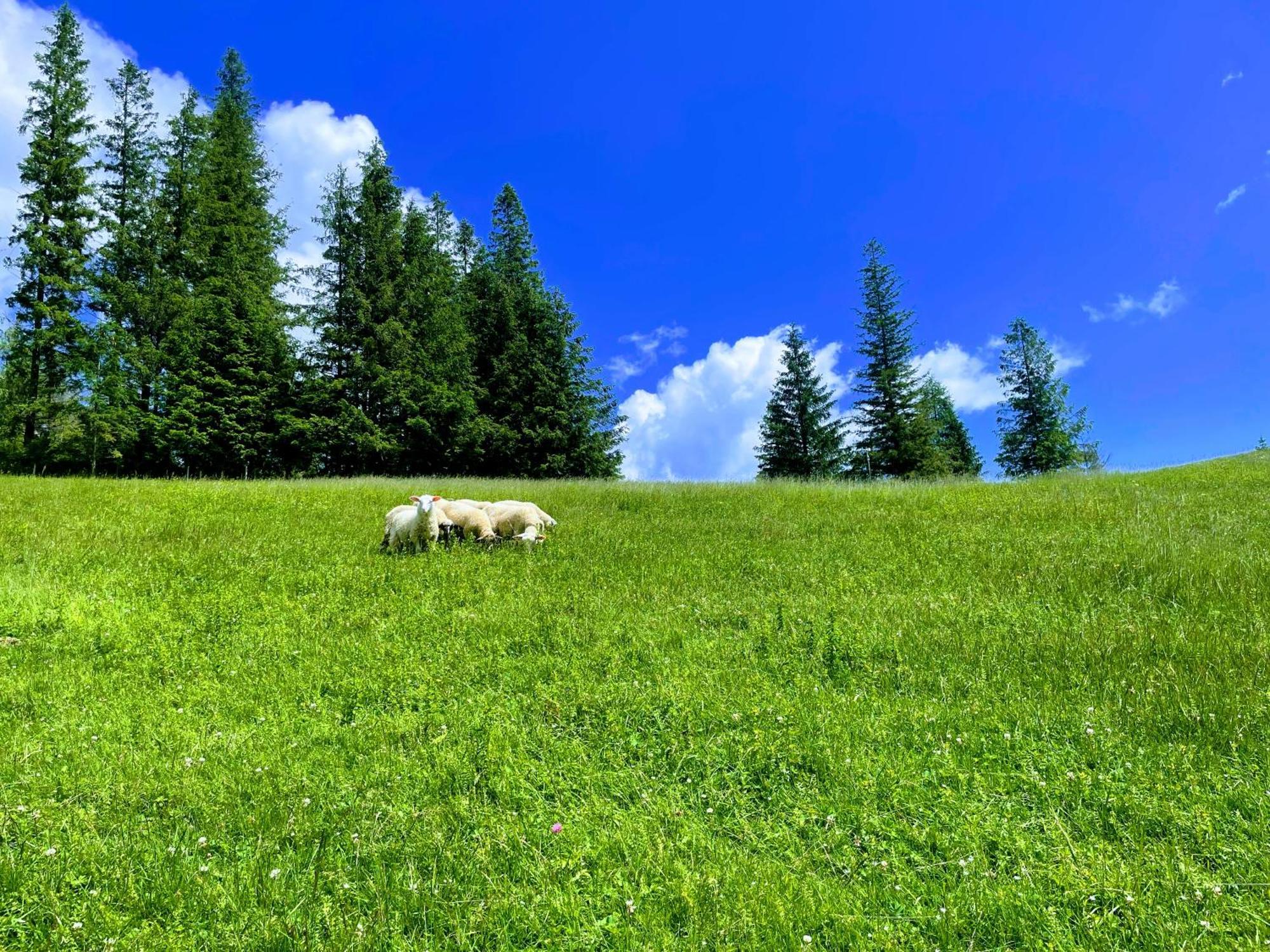 Spa & Wellness Penzion Zorhill Ždiar 外观 照片